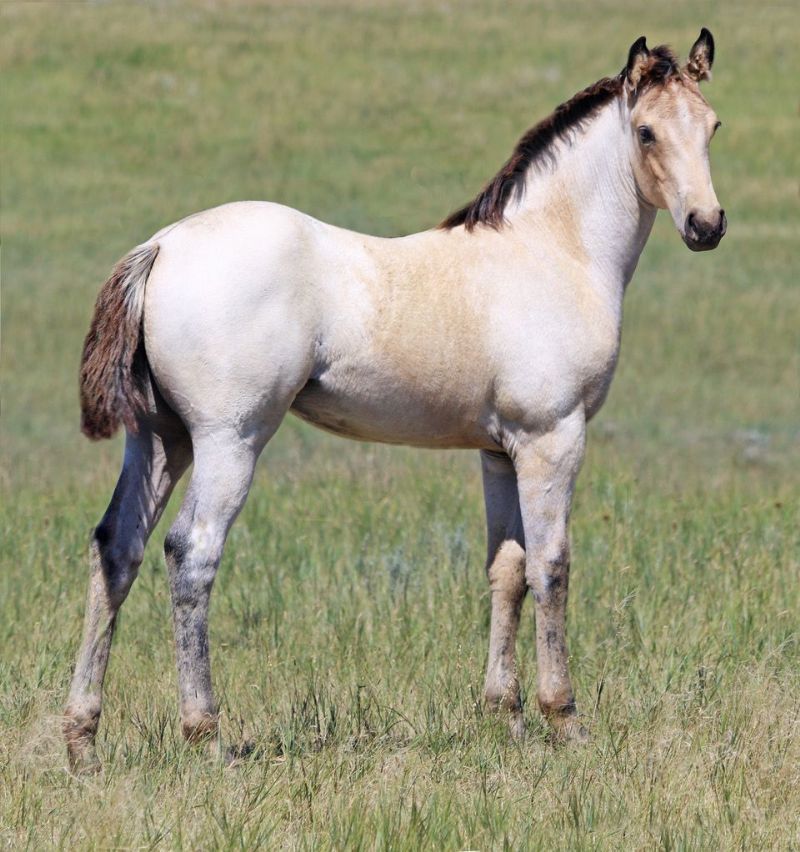 023 - French Flit Belle colt